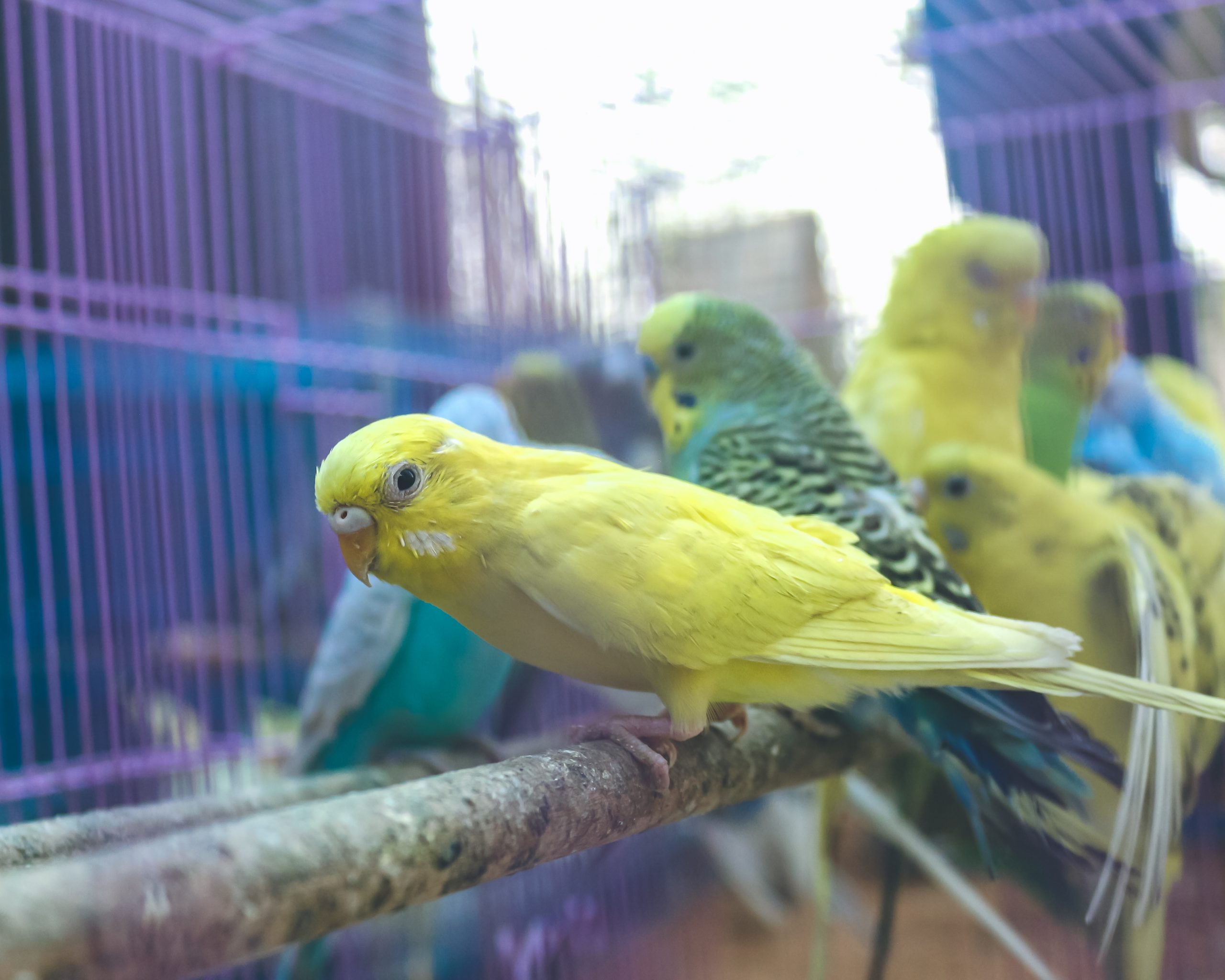 12 лучших кормов для волнистых попугаев