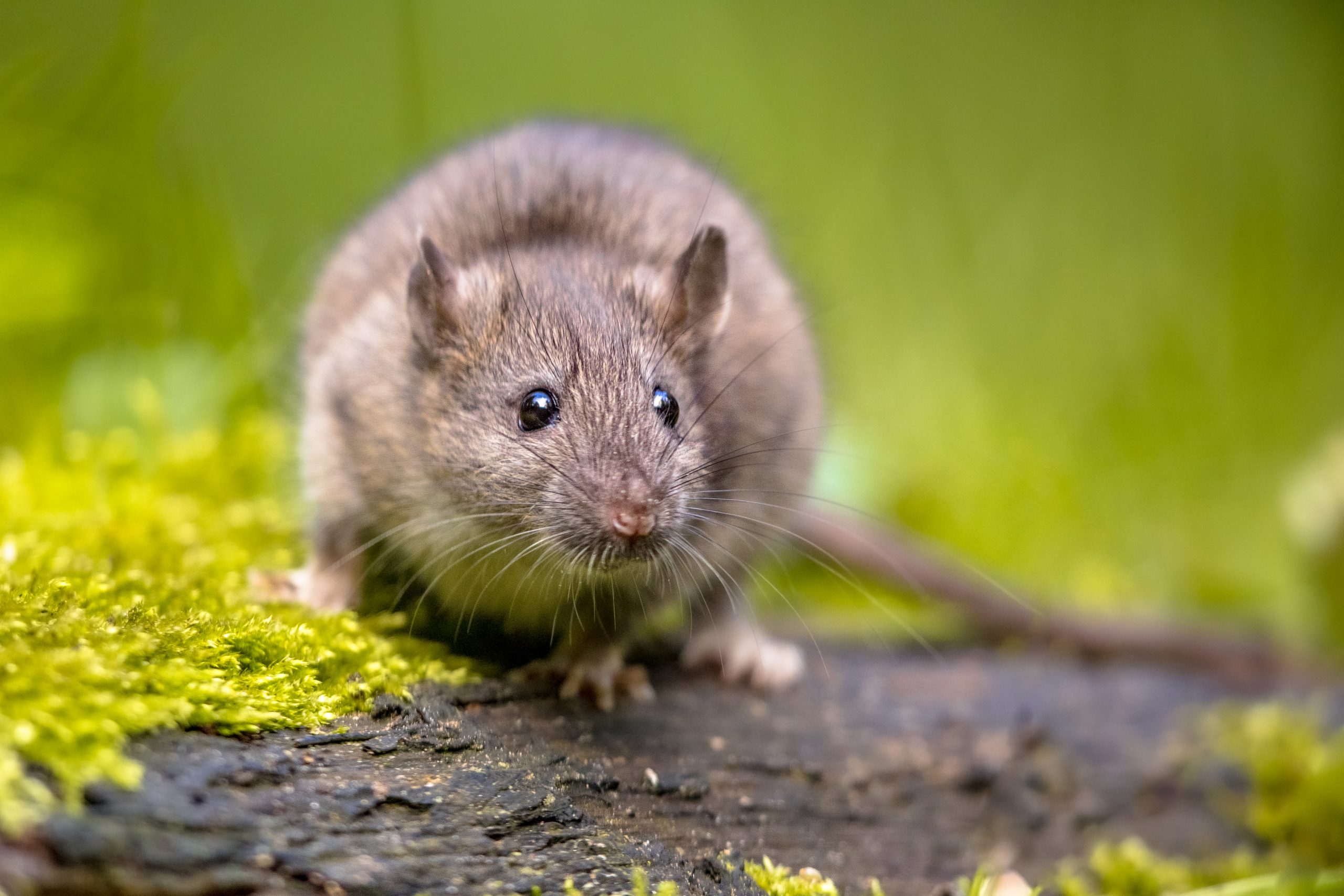 8 лучших электронных отпугивателей крыс