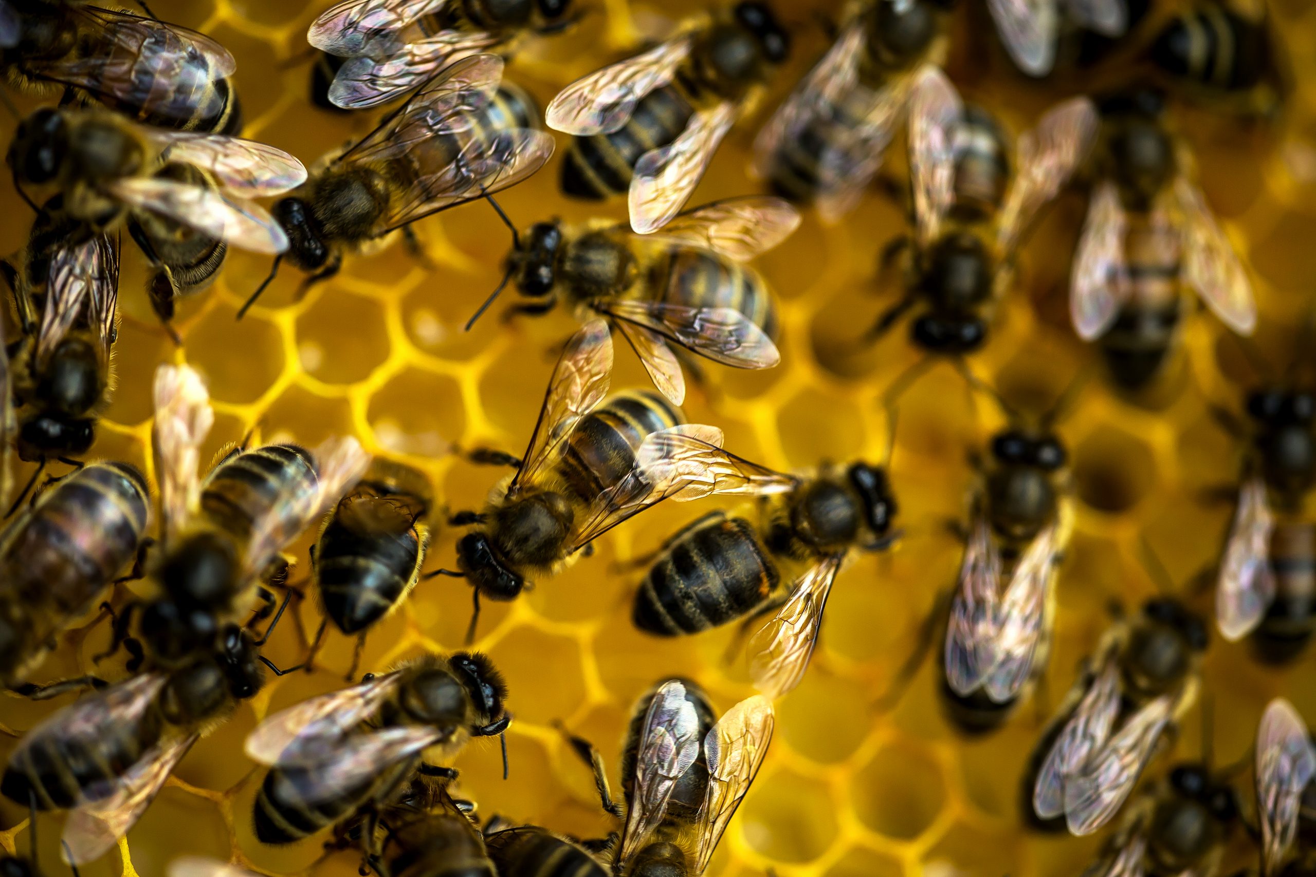 7 лучших мазей для суставов с пчелиным ядом