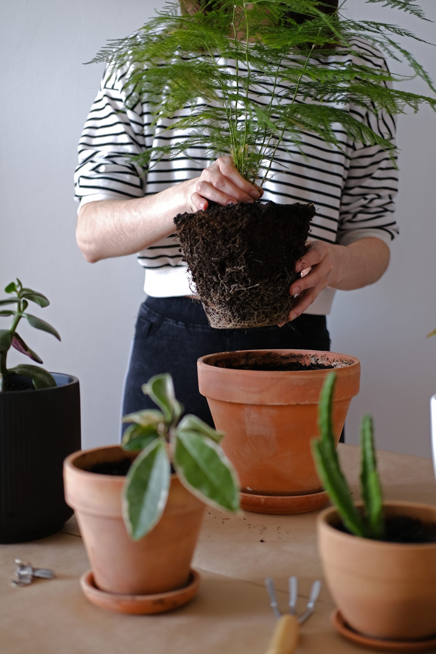 12 лучших удобрений для комнатных растений